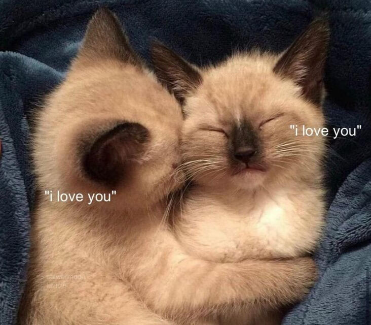 en otra vida fuimos dos gatitos enamorados, yo lo sé